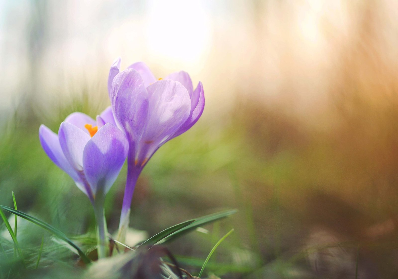 Spring-crocus-flower